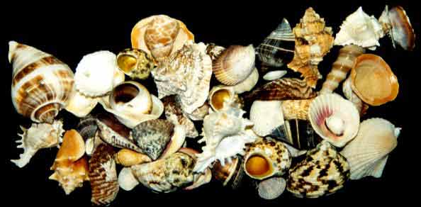 Shells Mixes